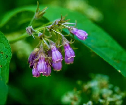 Comfrey