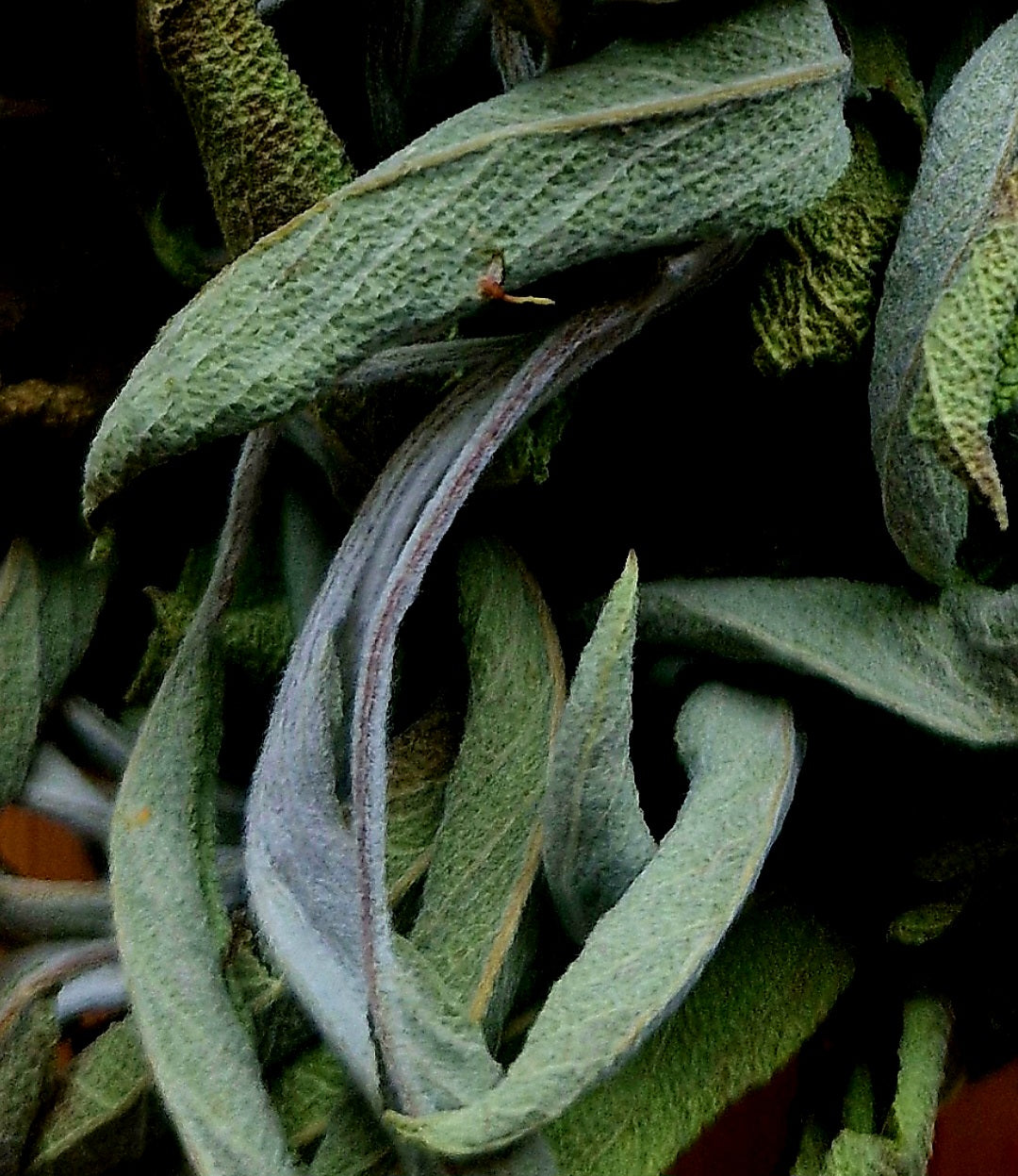 Build your own Apothecary: Dried Botanicals