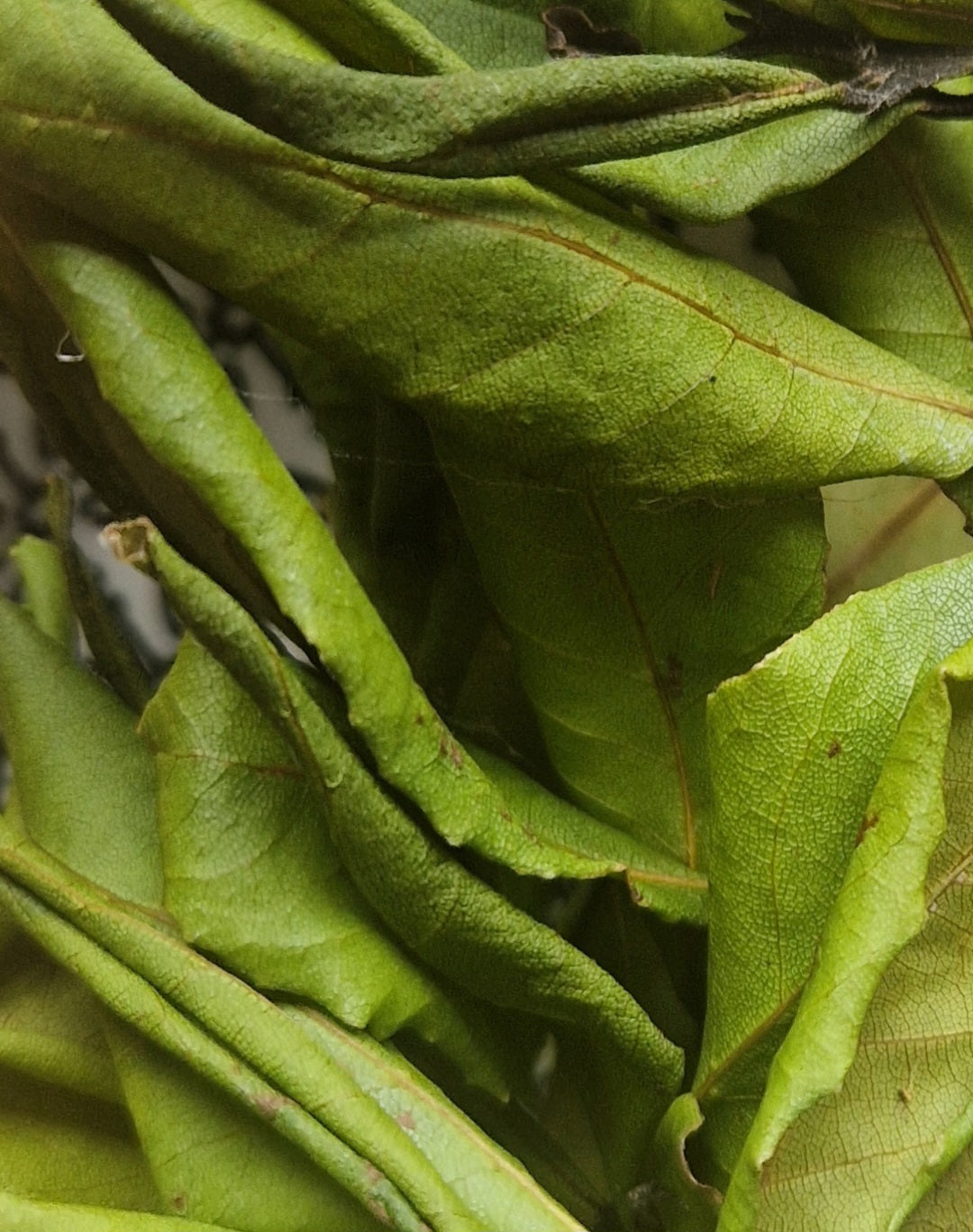 Build your own Apothecary: Dried Botanicals