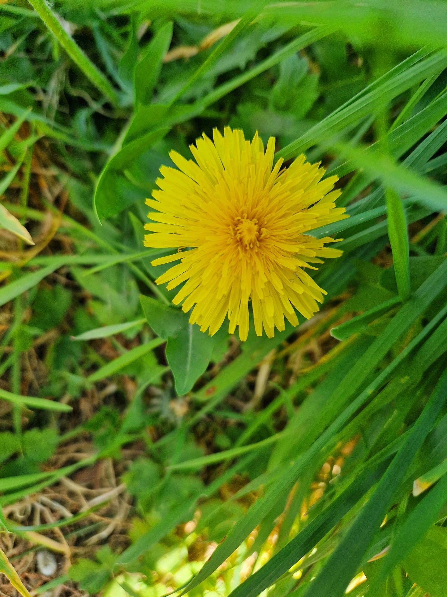 Dandelion Balm