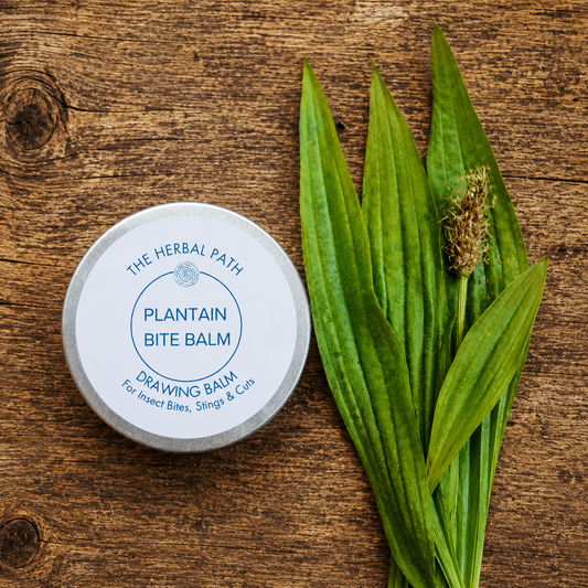 Plantain Bite Balm